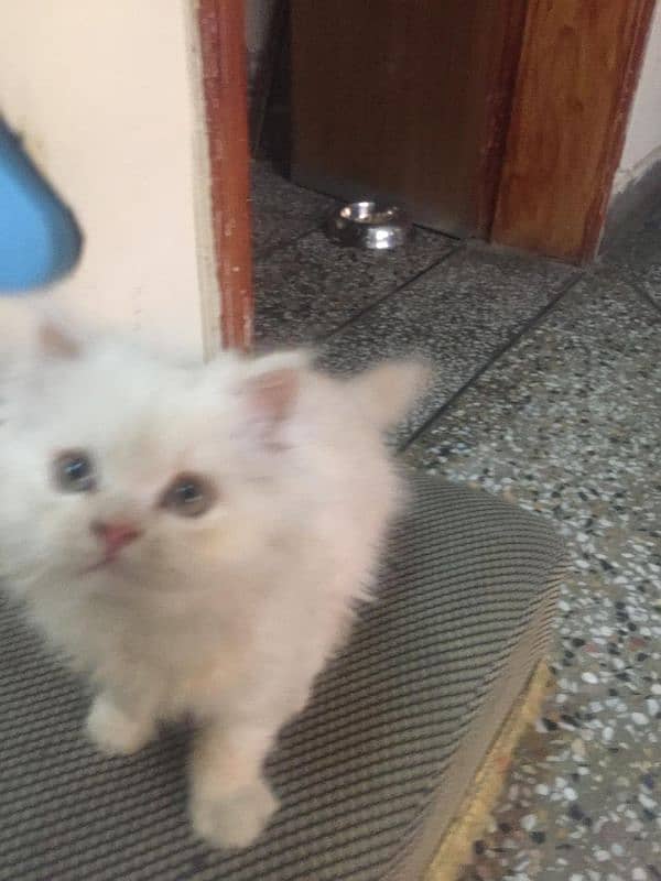 triple coat female cat for sale 5