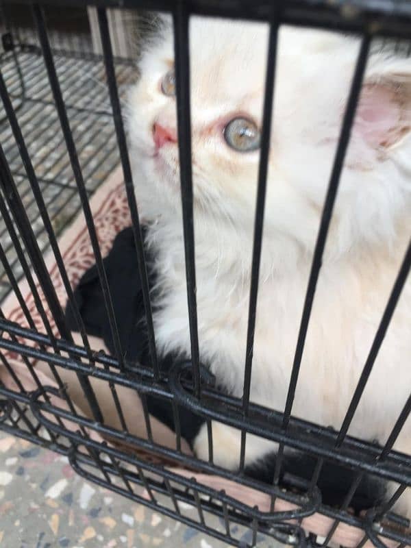 triple coat female cat for sale 7