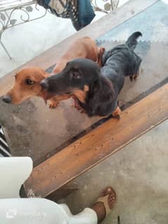 Dacshand pair/  weiner Dogs/ puppy Dacshand for sale