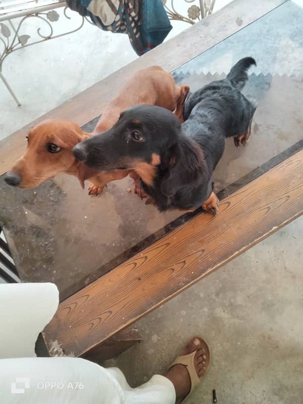 Dacshand pair/  weiner Dogs/ puppy Dacshand for sale 0