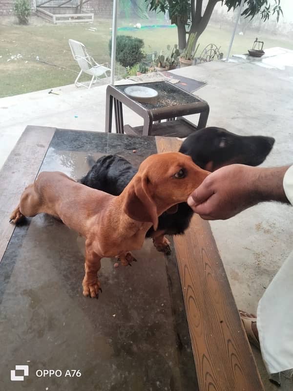 Dacshand pair/  weiner Dogs/ puppy Dacshand for sale 3