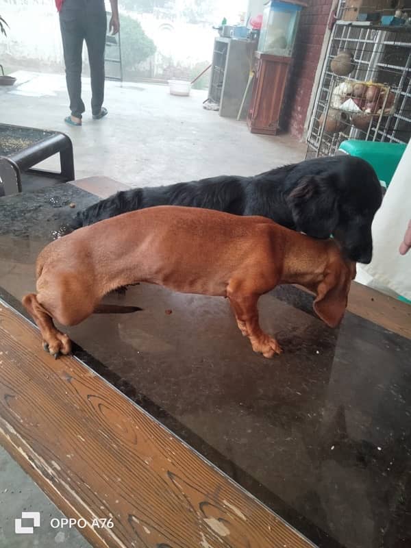 Dacshand pair/  weiner Dogs/ puppy Dacshand for sale 4