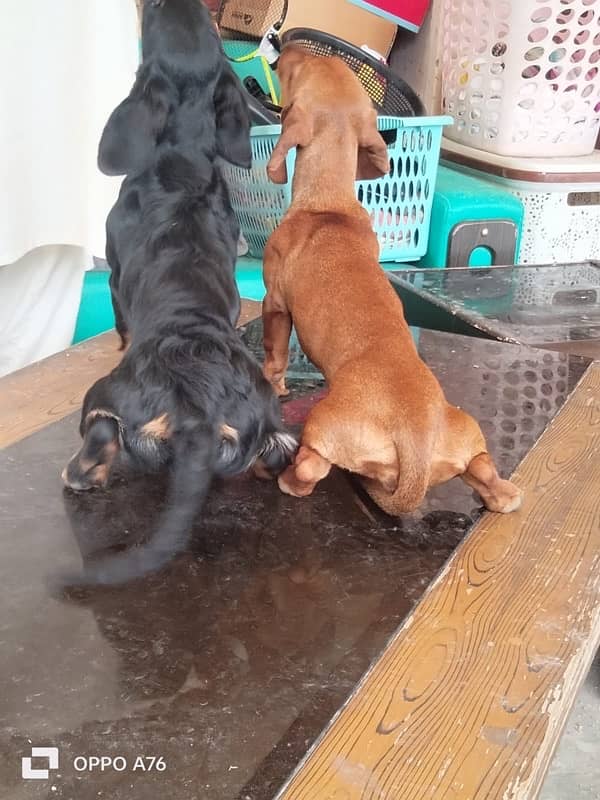 Dacshand pair/  weiner Dogs/ puppy Dacshand for sale 6