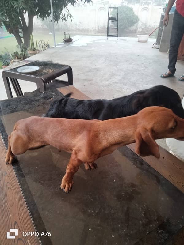 Dacshand pair/  weiner Dogs/ puppy Dacshand for sale 7