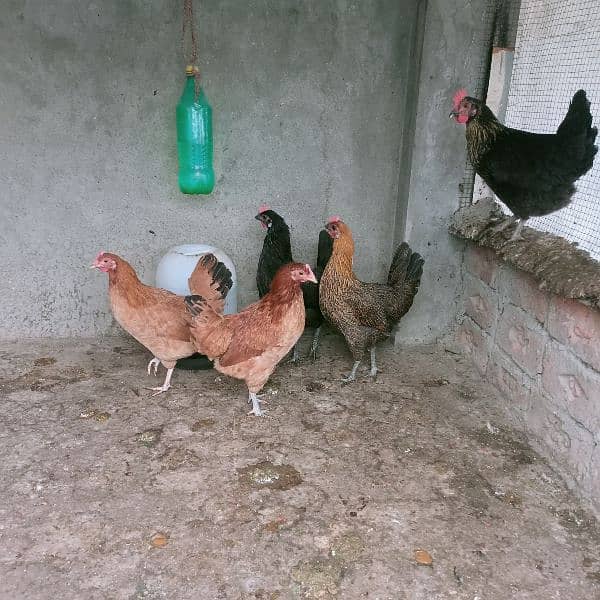 Hens for sale 0