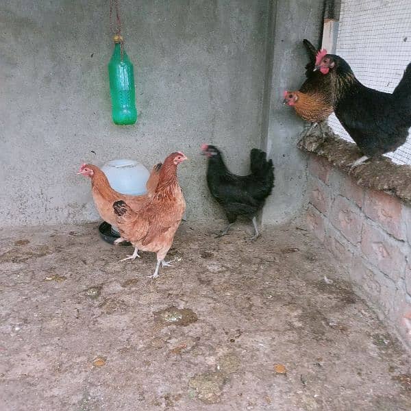 Hens for sale 1