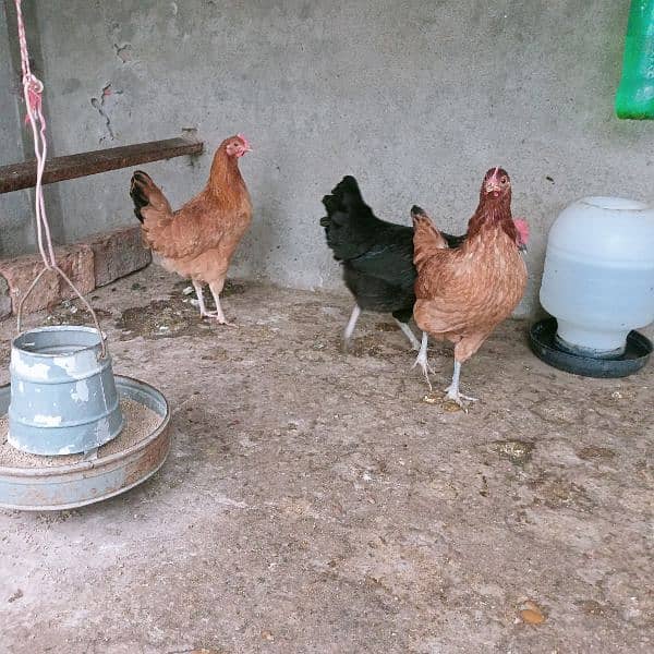 Hens for sale 2