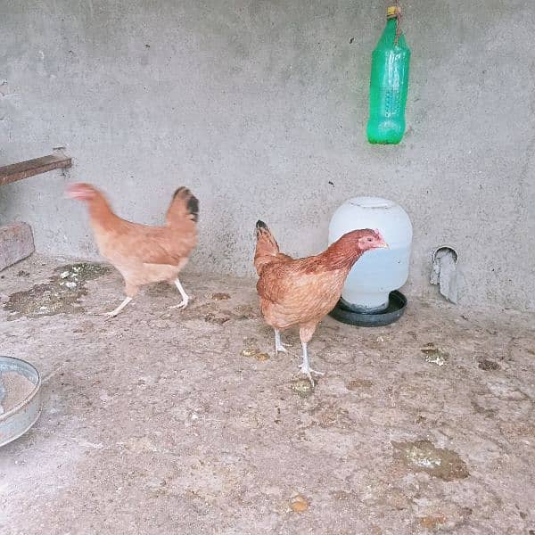 Hens for sale 3