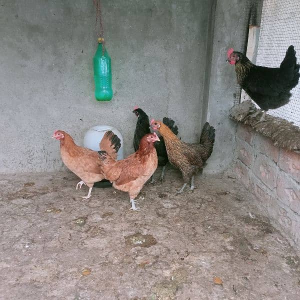 Hens for sale 4