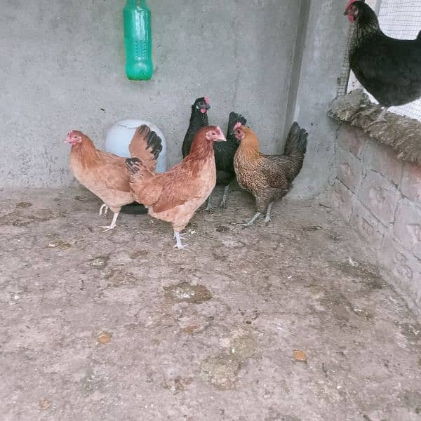 Hens for sale 5