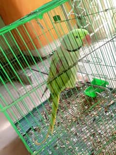 Assalam o alikum male pahari parrot he . parrot with cage