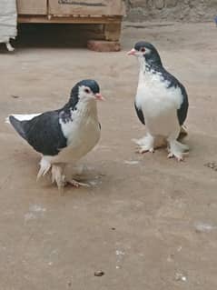 Lahore Sherazi Breader Pair & Danish Breader Male For sale