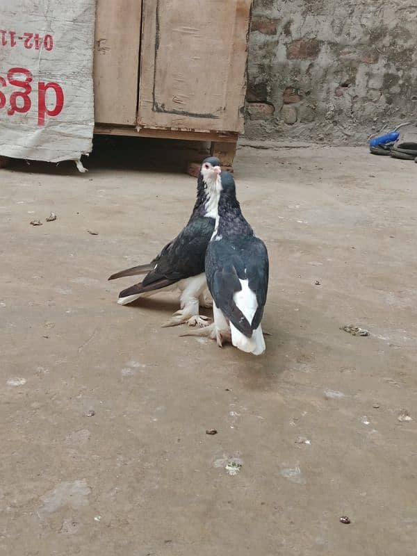 Lahore Sherazi Breader Pair & Danish Breader Male For sale 4