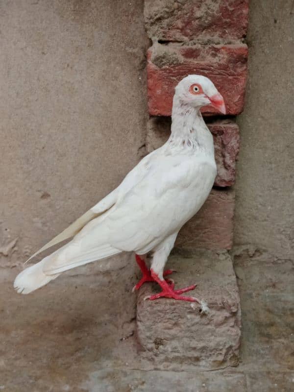 Lahore Sherazi Breader Pair & Danish Breader Male For sale 5