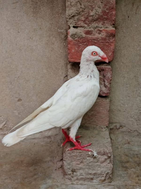 Lahore Sherazi Breader Pair & Danish Breader Male For sale 6