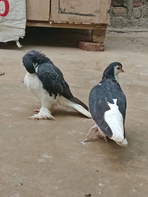 Lahore Sherazi Breader Pair & Danish Breader Male For sale 9