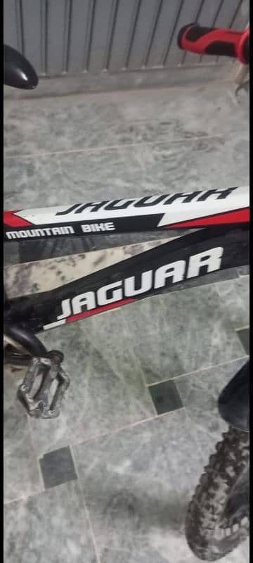 jaguar cycle 6