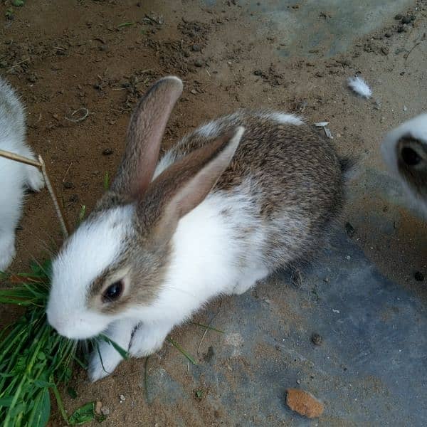 bunnies for sale 1