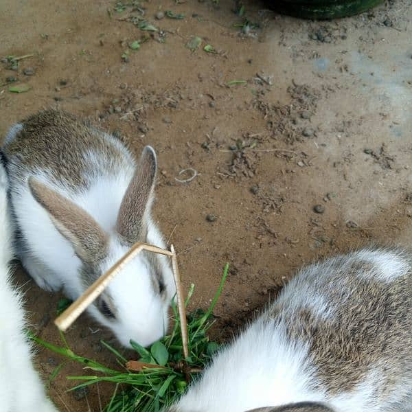 bunnies for sale 2