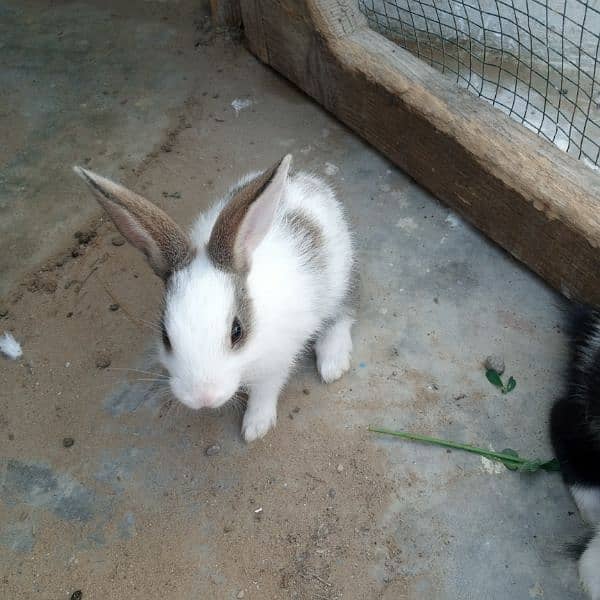 bunnies for sale 3