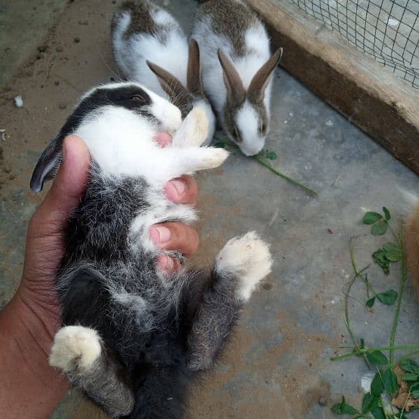 bunnies for sale 6