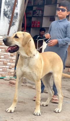 kangal 03234696626