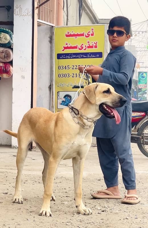 kangal 03234696626 3