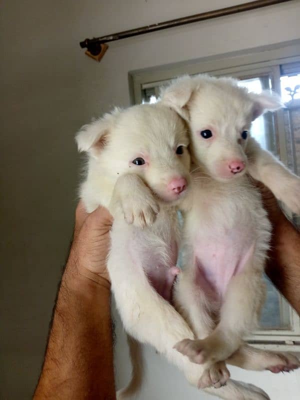 Russian puppies for sale 3