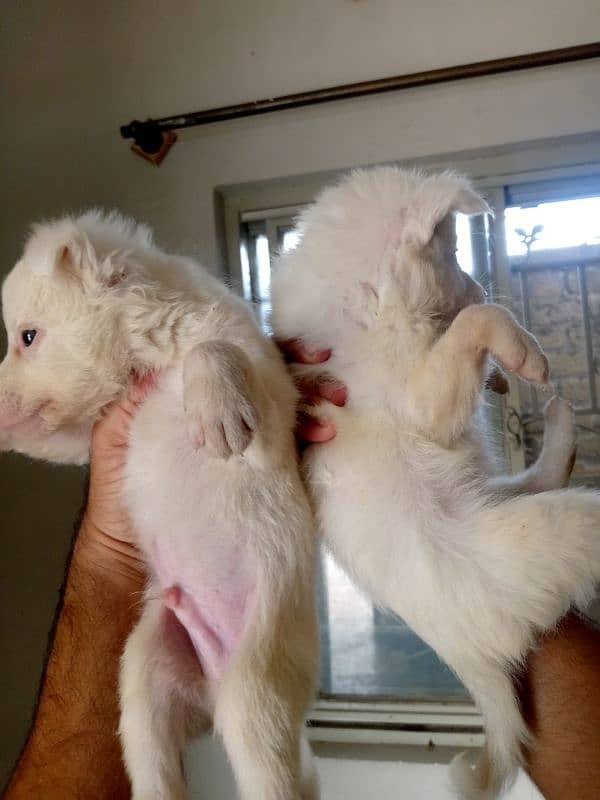 Russian puppies for sale 5