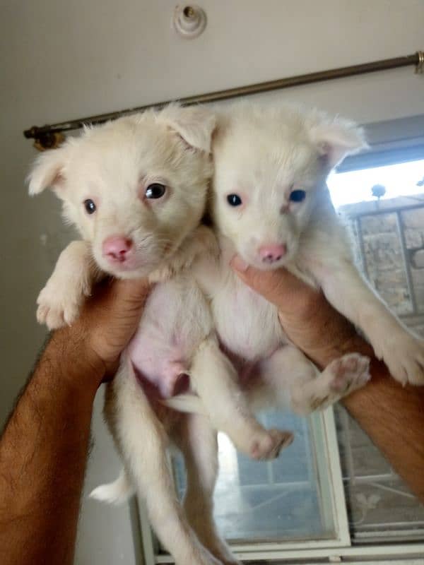 Russian puppies for sale 6