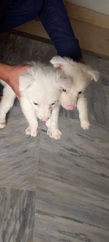 Russian puppies for sale 12