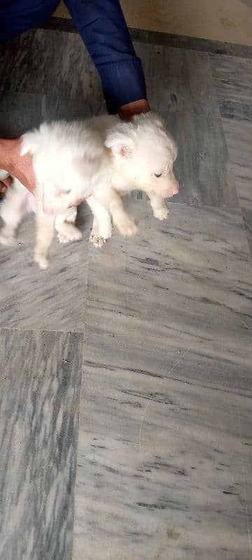 Russian puppies for sale 14