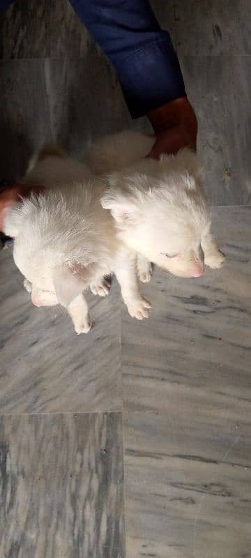 Russian puppies for sale 15