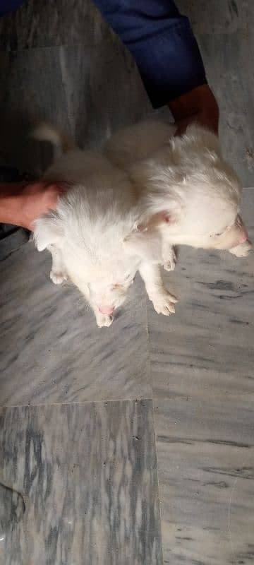 Russian puppies for sale 16