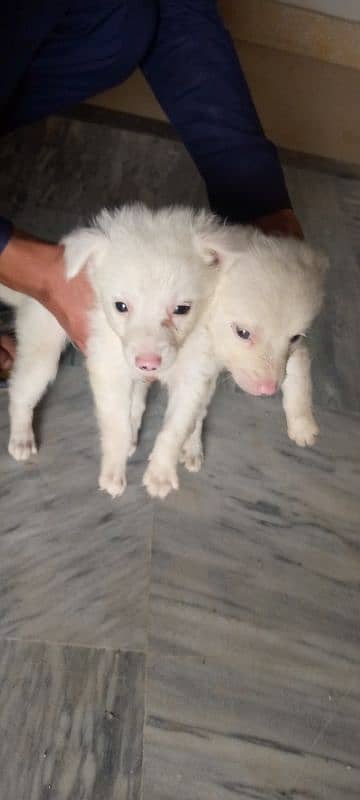 Russian puppies for sale 17