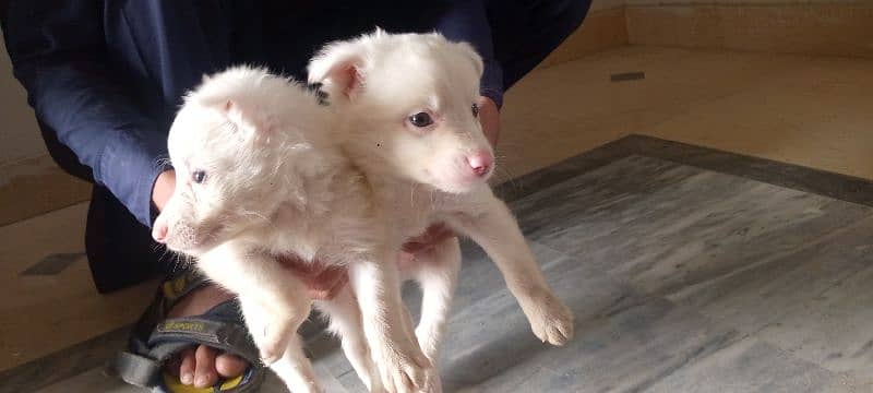 Russian puppies for sale 18