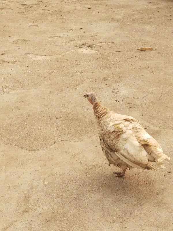 Female Turky breader For sale 0