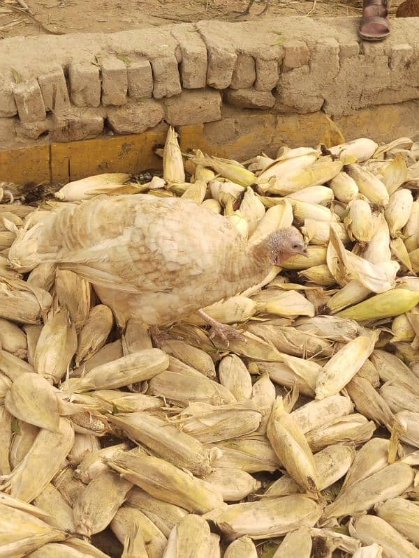 Female Turky breader For sale 1