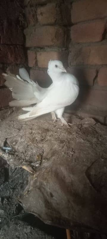 beautiful birds ak jora hai or ak male hai sath 0