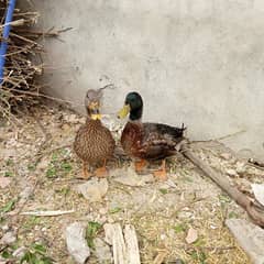 American ducks