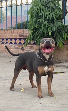 American pitbull 03234696626