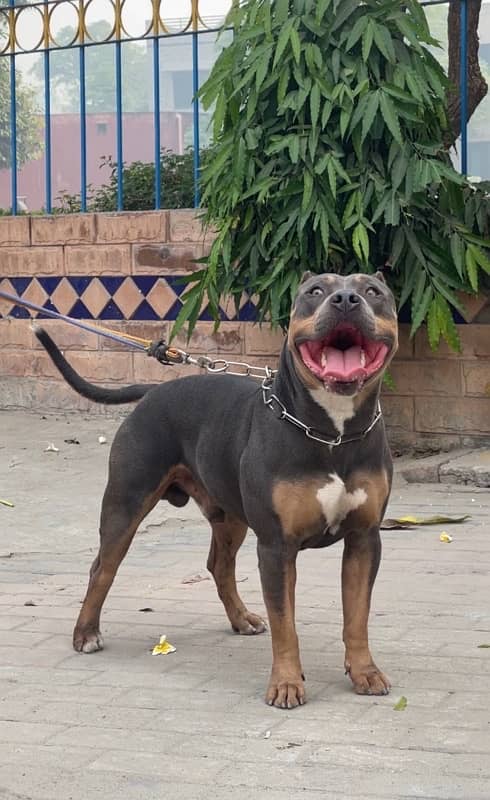 American pitbull 03234696626 0