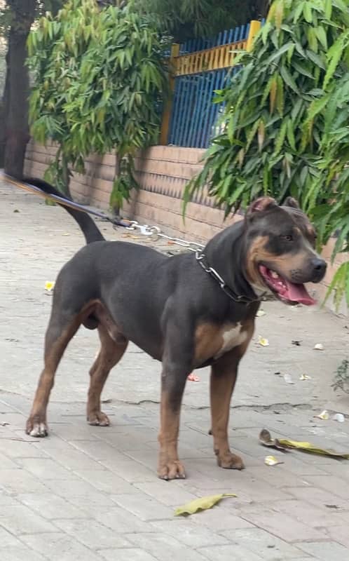 American pitbull 03234696626 1