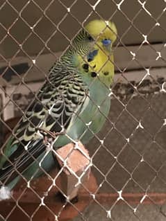 Exibition,Tcb, Australian parrots