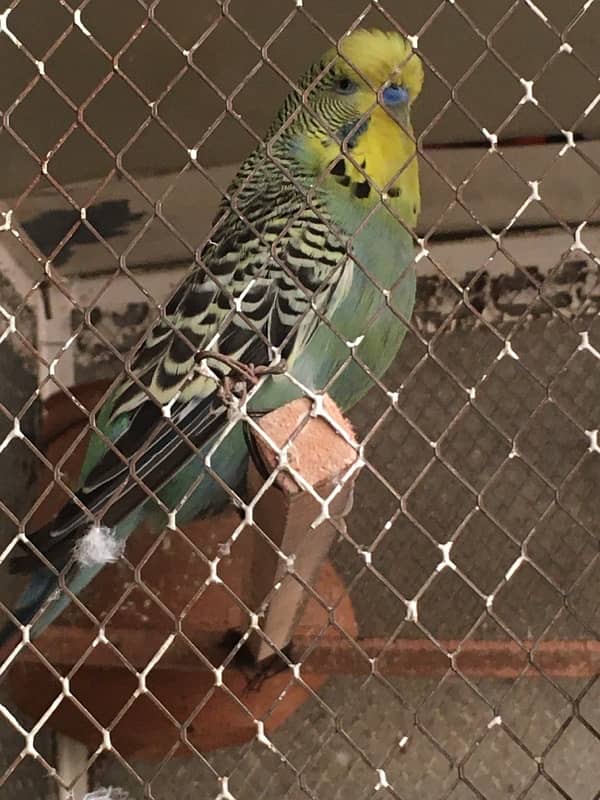 Exibition,Tcb, Australian parrots 1