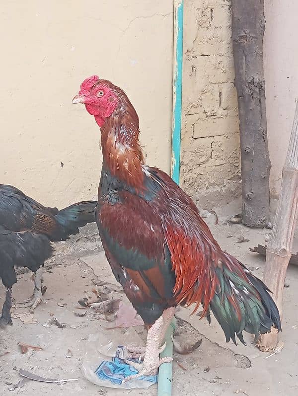 Red rooster 0