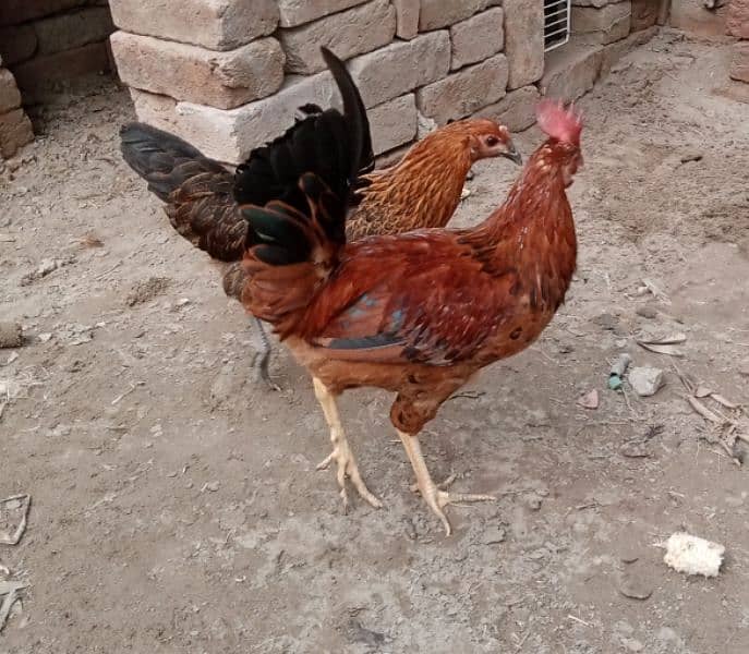 aseel hens murgi pathi desi pair murga or desi patha 03094157574. 0