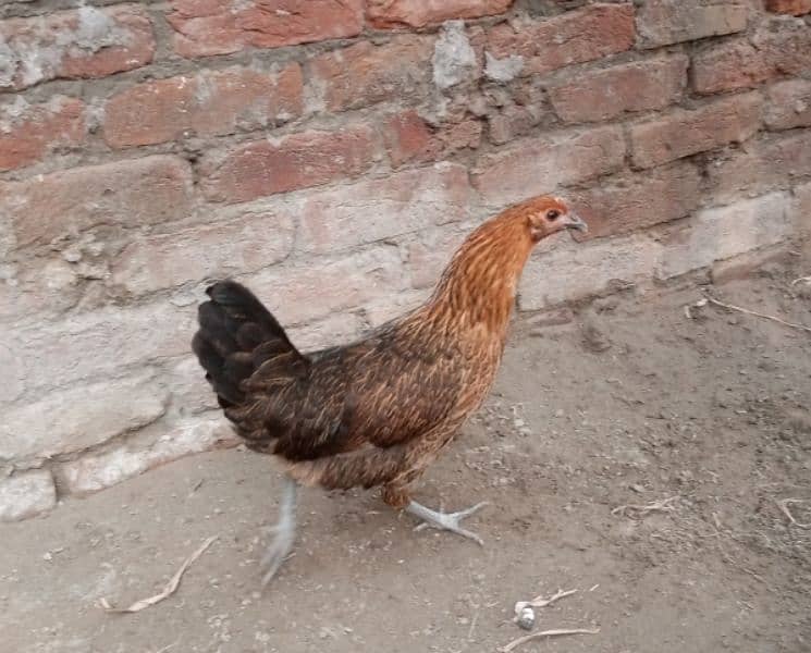 aseel hens murgi pathi desi pair murga or desi patha 03094157574. 1