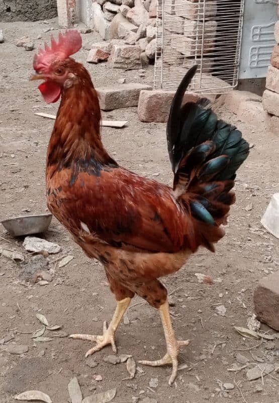 aseel hens murgi pathi desi pair murga or desi patha 03094157574. 2