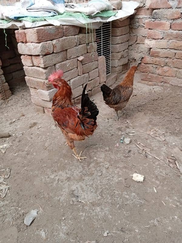 aseel hens murgi pathi desi pair murga or desi patha 03094157574. 3